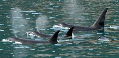 <p>Orcinus orca </p>