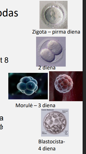 <p>Zigota—&gt; Morule—&gt; Blastocita</p>