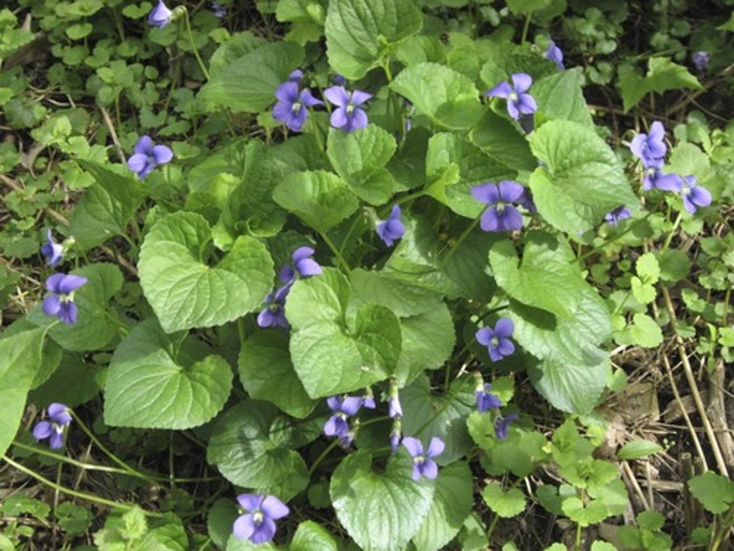 <p>Common blue violet</p>