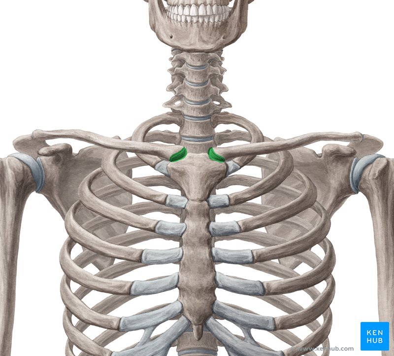 <p>Sternum &amp; Clavicle</p>