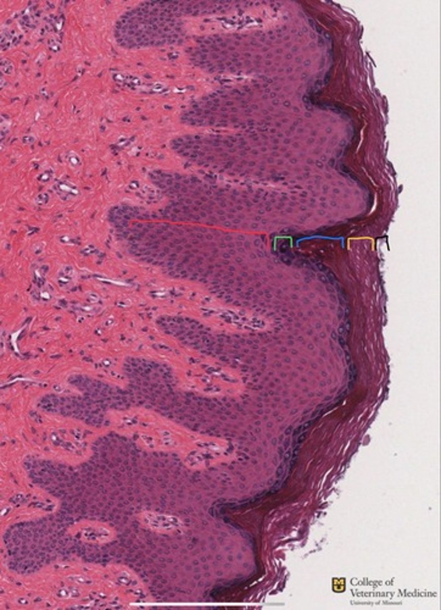 <p>What layer of Keratinized SSE is shown by the BLUE bracket?</p>