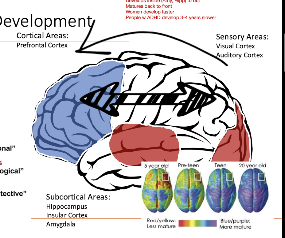 <ul><li><p>Back to Front of Brain </p></li><li><p>From Center to Sides </p></li></ul><p></p>