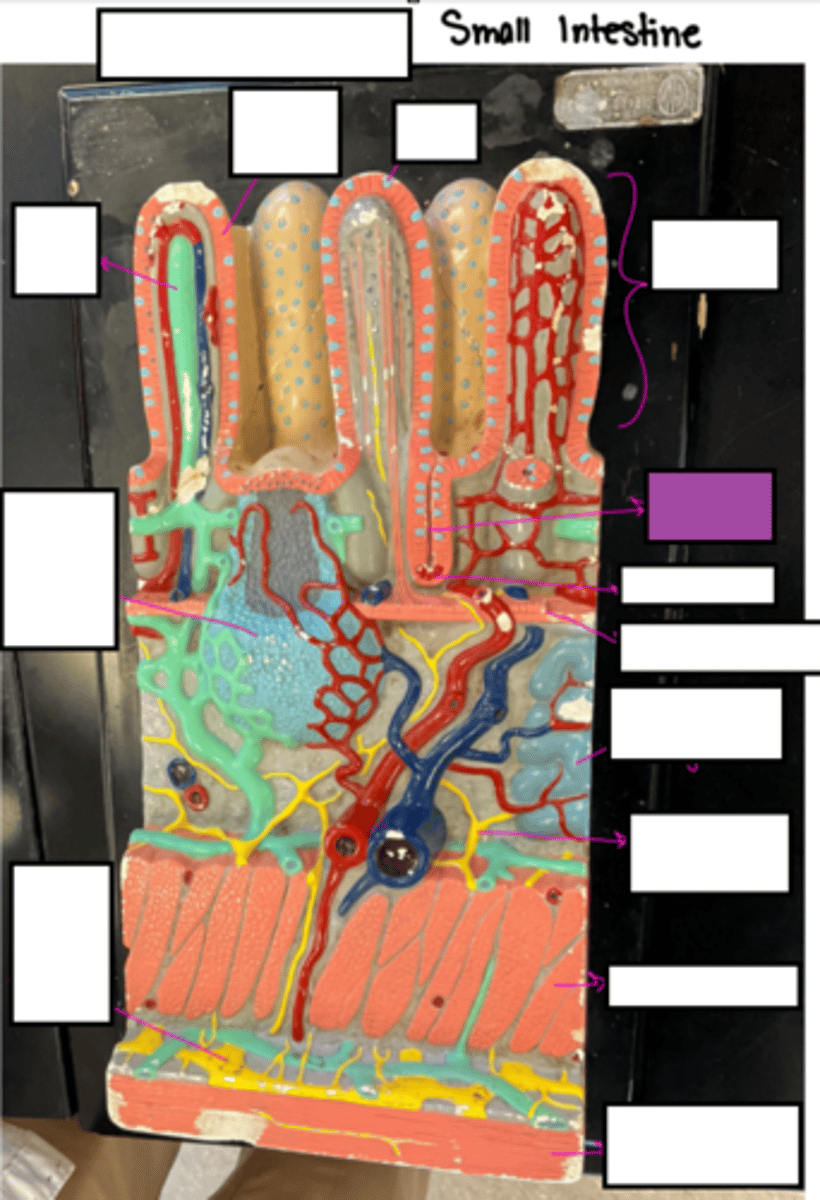 knowt flashcard image