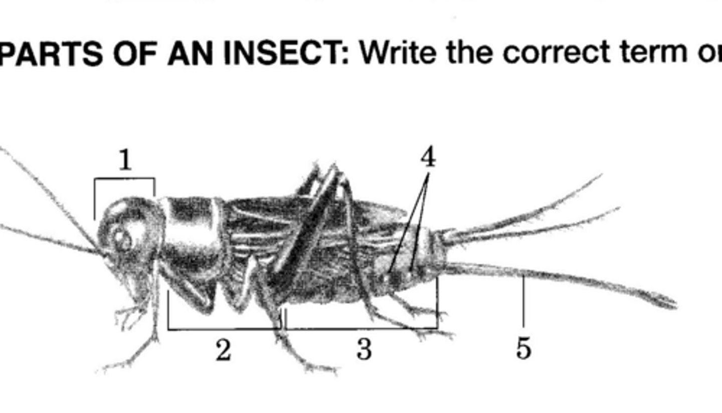 <p>Identify the abdominal structure. (5)</p>