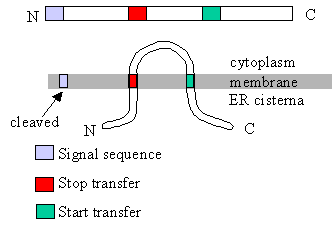 <p>A hydrophobic segment that halts translocation and anchors the protein in the membrane.</p>