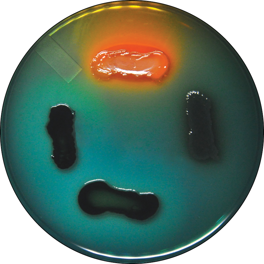 What is the name of this medium? What is indicated about each organism featured?