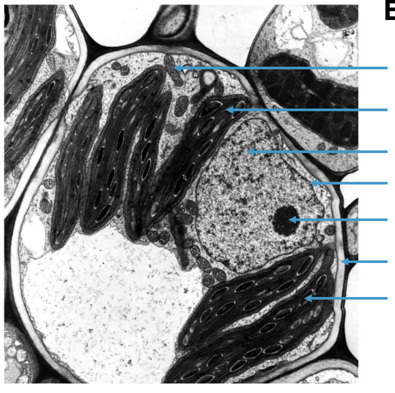 <p>label these structures</p>