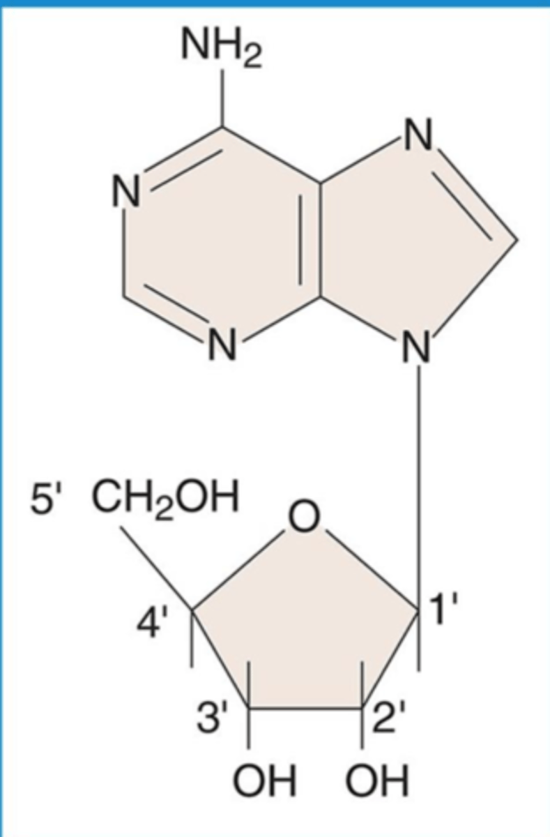 <p>Nucleoside</p>