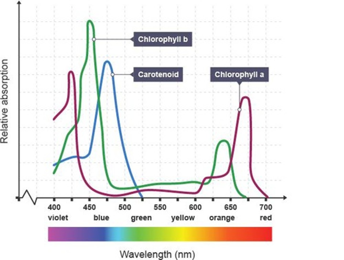<p>Accessory pigments aiding in light absorption for photosynthesis.</p>