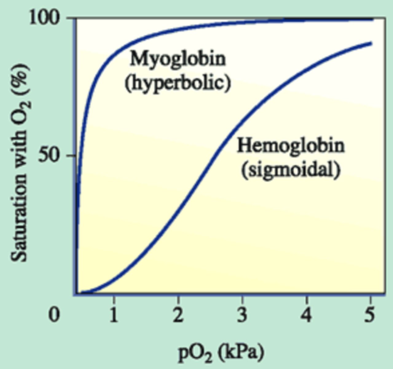 <p>Only one binding site!</p><p>No cooperativity!</p><p>(Note: useful in</p><p>emergency situations -</p><p>when ppO2 gets extremely low)</p>