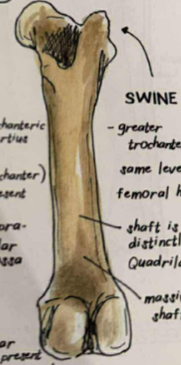 <p>characteristically smaller than horse and ox, but has massive shaft&nbsp;</p>