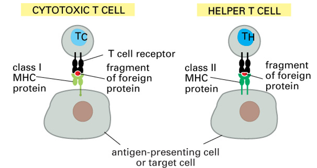<ul><li><p>present on APCs</p></li><li><p>recognised by <strong>CD4+ helper T cells</strong></p></li></ul><p></p>