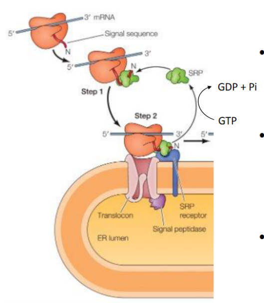 <p><strong>SRP (Signal Recognition Particle)</strong></p><ul><li><p>Has a flexible hydrophobic groove (lined with methionine) that binds diverse signal sequences</p></li><li><p>Binding blocks the elongation factor site → <strong>pauses translation</strong></p></li><li><p>Contains a <strong>GTPase domain</strong> that interacts with the SRP receptor</p></li><li><p>Composed of <strong>6 proteins + RNA</strong> in animal cells</p></li></ul><p><span data-name="arrow_right" data-type="emoji">➡</span> <strong>SRP–SRP Receptor Interaction</strong></p><ul><li><p>Each GTPase domain has low GTP affinity alone</p></li><li><p>Their interaction boosts GTP binding and hydrolysis</p></li><li><p>This triggers conformational changes → <strong>SRP release</strong> and <strong>protein handoff to translocon</strong></p></li></ul><p></p>