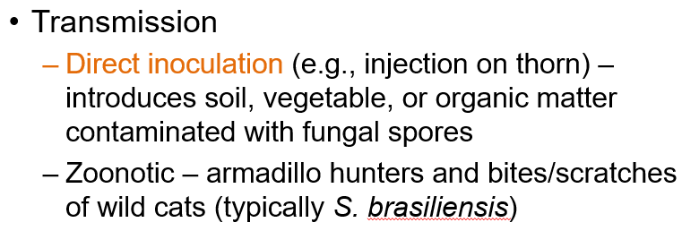 <ul><li><p class=""><strong>Direct inoculation</strong> (e.g., thorn injury) with contaminated soil or plant material</p></li><li><p class=""><strong>Zoonotic transmission</strong> via bites/scratches from animals like armadillos or wild cats (especially <em>S. brasiliensis</em>)</p></li></ul><p></p>