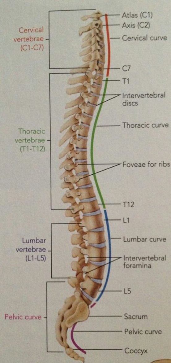 <p><span>lower part of your back consisting of five vertebrae</span></p>