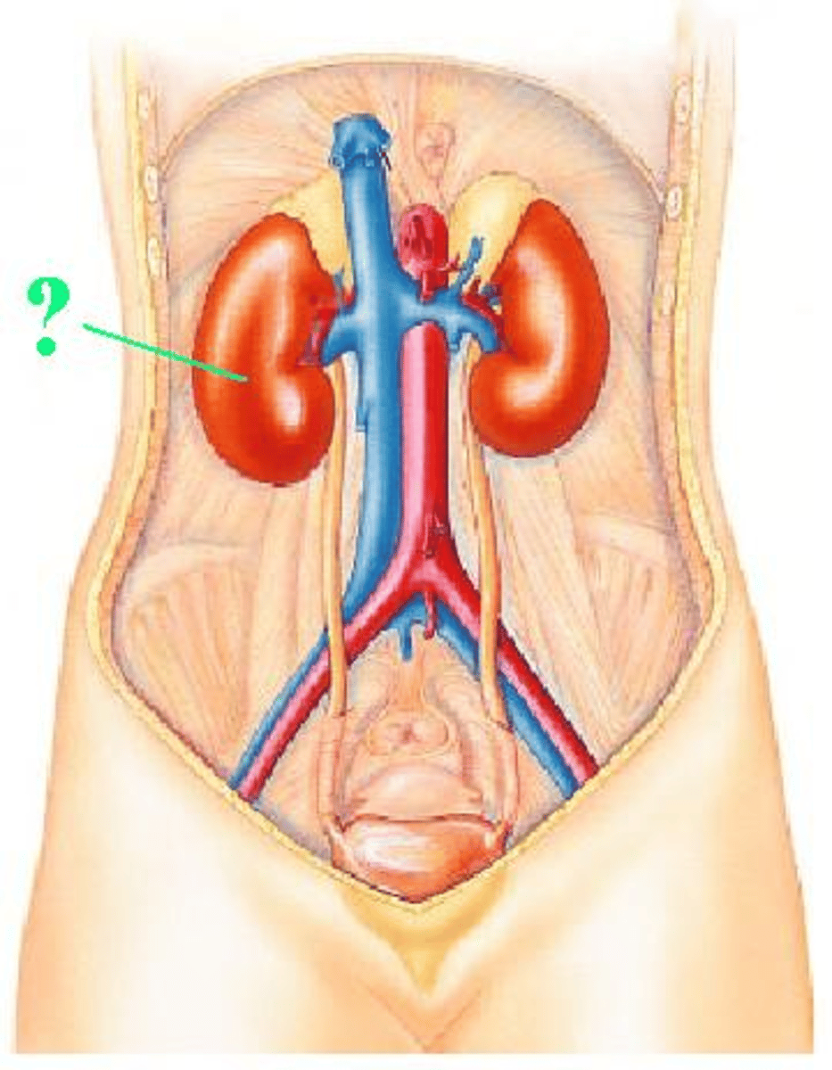 <p>Identify the indicated structure.</p>