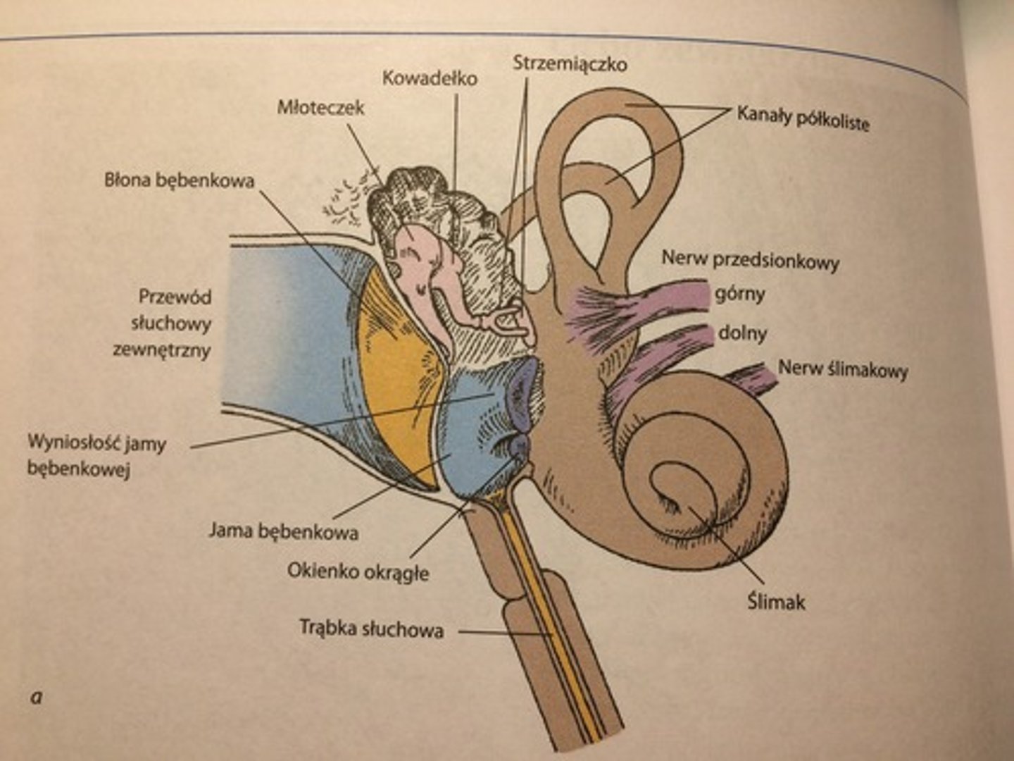 <p>znajduje się w kości skroniowej. Jama bębenkowa łączy się od przodu z jamą gardła przez trąbkę słuchową, a od tyłu z jamkami wyrostka sutkowatego k. skroniowej. Jama jest wysłana jednowarstwowym nabłonkiem płaskim, który w pobliżu ujścia trąbki słuchowej i przy błonie bębenkowej przechodzi w nabłonek jednowarstwowy sześcienny/walcowaty urzęsiony. Wewnątrz jamy znajdują się&nbsp;kosteczki słuchowe: młoteczek, kowadełko, strzemiączko. Są pokryte jednowarstwowym nabłonkiem płaskim. Łączą się między sobą za pomocą stawów maziowych. </p><p>Rękojeść młoteczka przyczepia się&nbsp;do błony bębenkowej. Błona ta składa się&nbsp;z zewn. (włókna kolagenowe mają przebieg promienisty) i wewn. (okrężny) warstwy tkanki łącznej właściwej.</p><p>Fragment przednio-górny błony nie zawiera w. kolagenowych i tworzy cz. wiotką błony. </p><p>Od strony przewodu słuchowego zewnętrznego błona bębenkowa jest pokryta skórą. Wewn. powierzchnia błony jest pokryta błoną śluzową. </p><p>Trąbka słuchowa - od strony jamy nosowo-gardłowej jej szkielet stanowi chrząstka sprężysta, a od strony jamy bębenkowej - kość. Trąbka jest wysłana dwurzędowym nabłonkiem walcowatym urzęsionym z kom. kubkowymi. W błonie śluzowej znajdują się migdałki trąbki. </p>