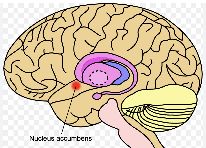 <p>Nucleus accumbens</p>