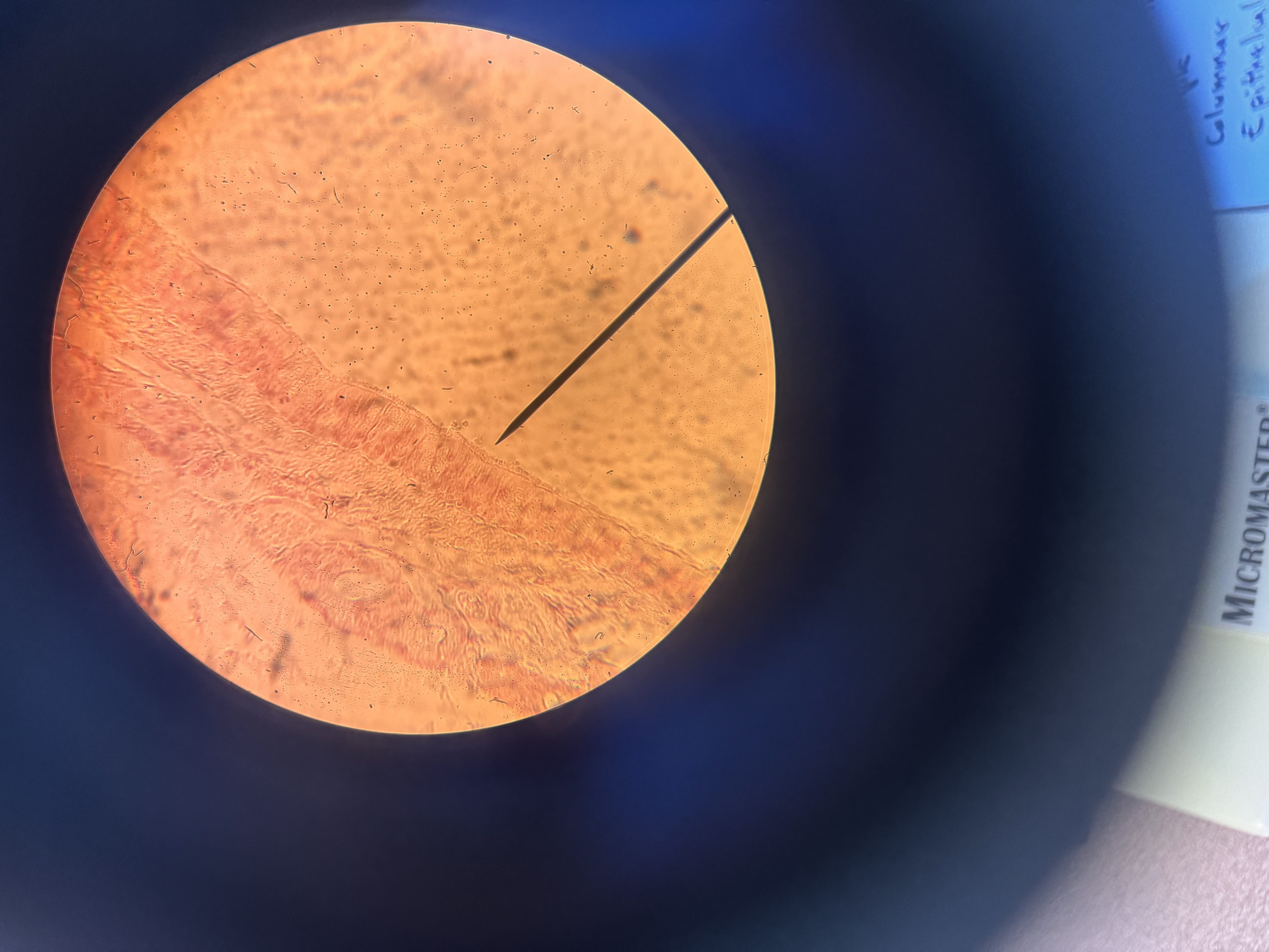<p>what cell is this </p>