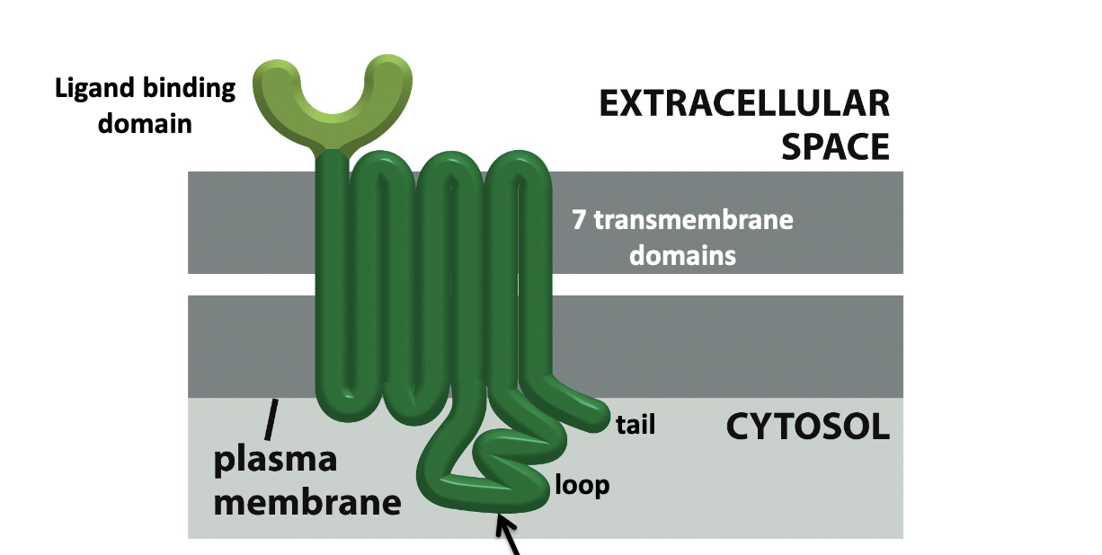 <p>huge class of signaling receptors that share a common structure and mechanism of signal transduction</p><ul><li><p>G protein binds to the cytosolic tail or loop</p></li><li><p>induces g protein to replace GDP with GTP (GTP exchange)</p></li><li><p>active version often change level of second messenger</p></li></ul><p></p>