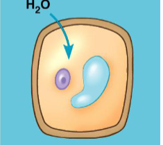 <p>plant cells in a hypotonic solution, examples</p>