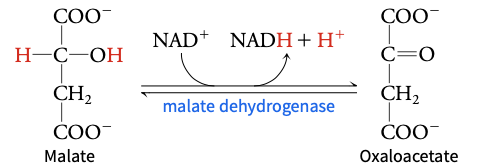 <p>malate → oxaloacetate</p>