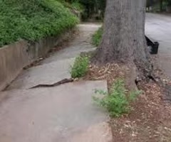 <p>the biological weathering process by which rock is broken apart as roots grow and expand</p>