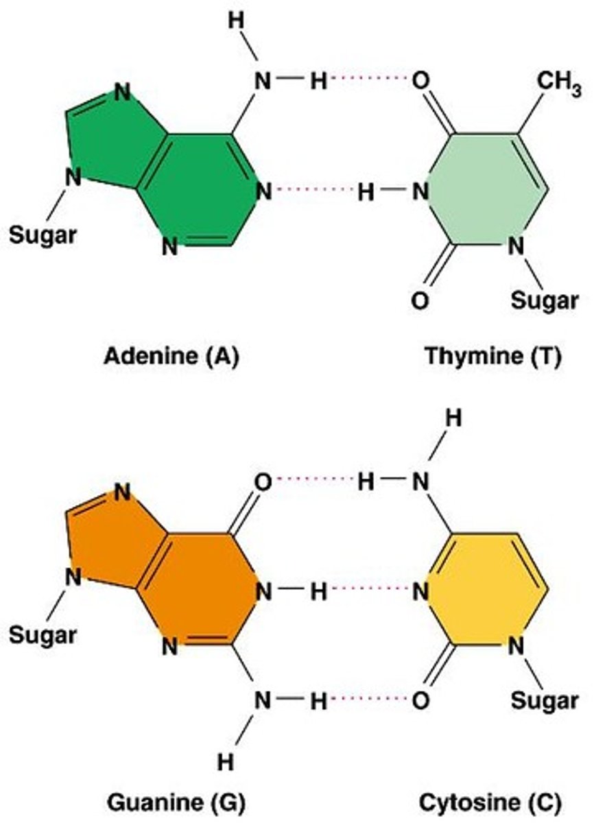 <p>Adenine (A) pairs with Thymine (T) and Guanine (G) pairs with Cytosine (C).</p>