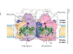 * PSII is a dimer
  * Proteins: 
    * 16 transmembrane and 3 peripheral
    * 35 chlorophyll
    * 2 phenophytins
    * 11 beta carotenes
    * 2 plastoquinones
* CP43 and CP47 form the core anteanea
* PSII reaction center is composed of D2 and D1