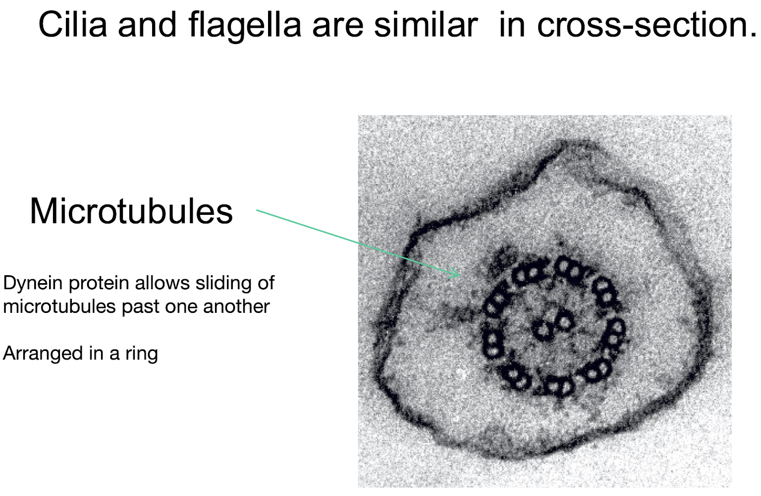<p><strong>Dynein</strong>, which uses ATP to facilitate this movement. </p>