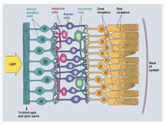 <p>In the plexiform layer. </p>
