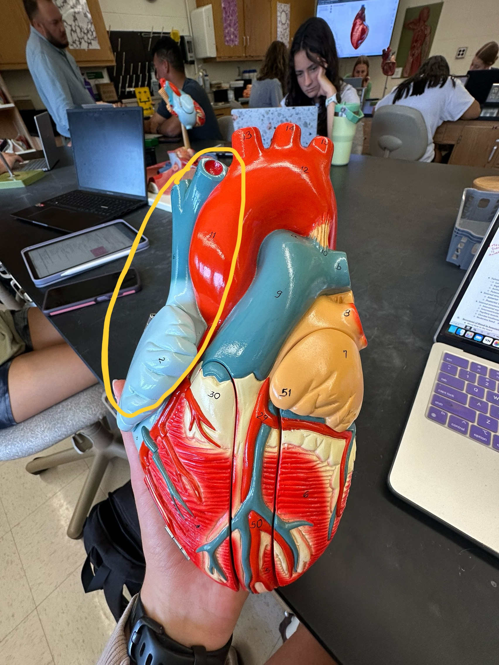 <p>whole section</p>