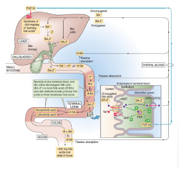 <p>- bile acids/bile salts secreted by gall bladder into small intestine</p><p>- these bile salts are Passively reabsorbed throughout digestive tract</p><p>- they can also be Actively reabsorbed in ilium (apical sodium-dependent bile salt transporter (ABST)</p><p>- these bile salts are Returned to liver via portal vein</p><p>- 95% bile acids are reabsorbed</p><p></p><p>- this whole process is called enterohepatic circulation of bile acids</p>