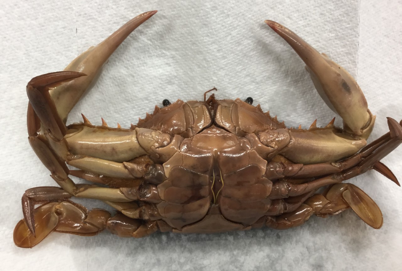 Identify Phylum, subphylum, class, and species