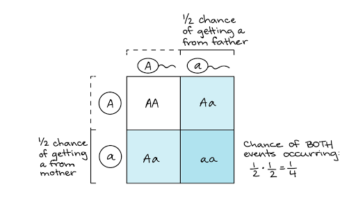 <p>What is the multiplication rule?</p>