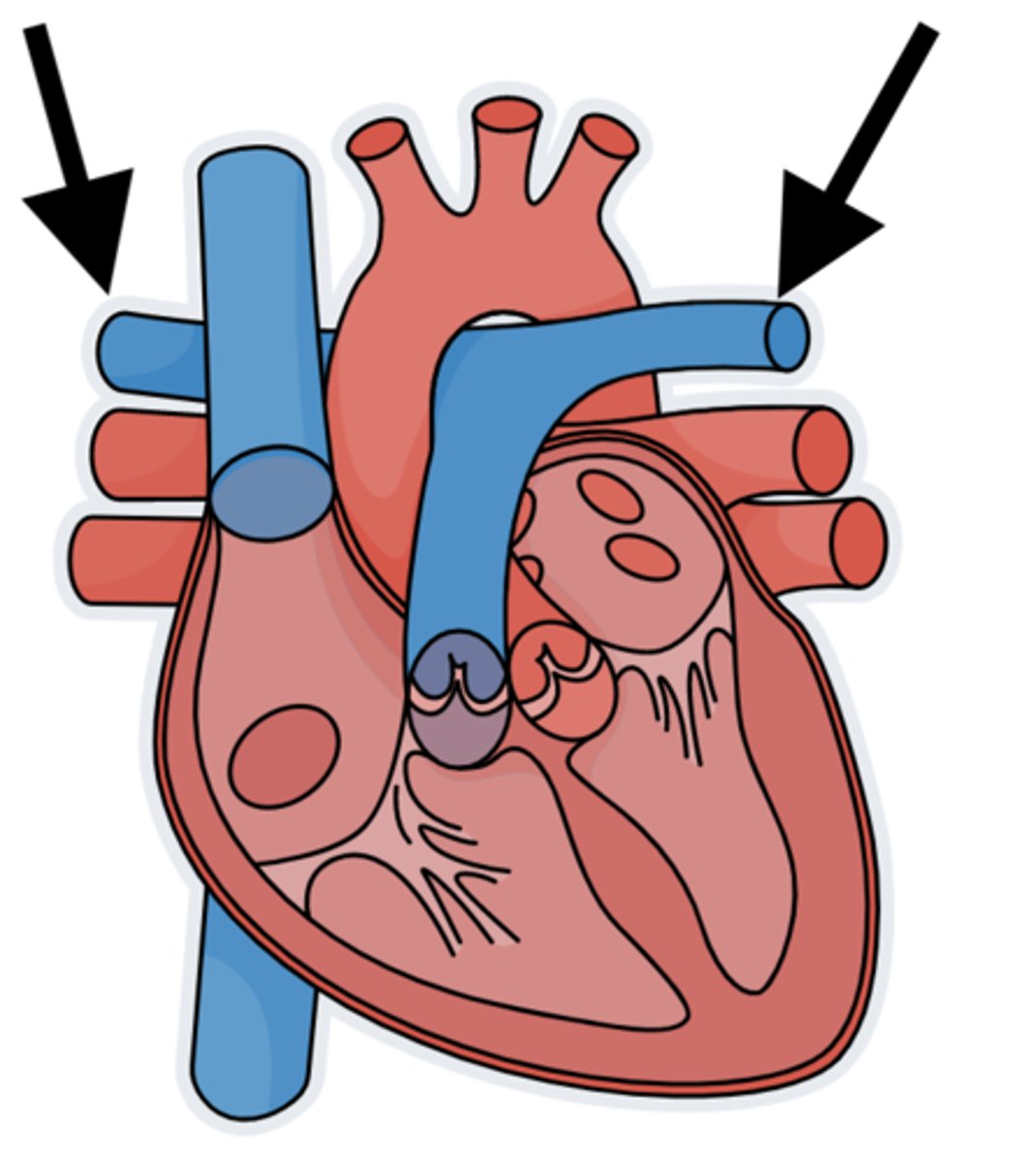 <p>The only arteries that carry deoxygenated blood. These arteries transport blood from the right ventricle 2 the lungs</p>