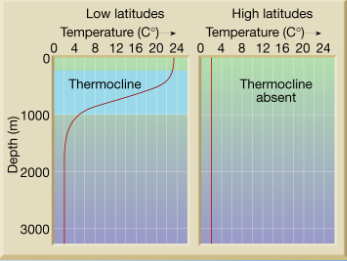 <ul><li><p>Layer of ocean  with rapid change in temperature with depth </p></li><li><p>Creates a vertical barrier for many marine life, </p></li><li><p>Strong in low latitudes, nonexistent in high </p></li></ul><p></p>