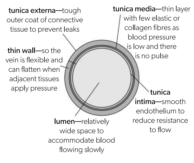 <p>Tough outer coat of connective tissues to prevent leaks </p>