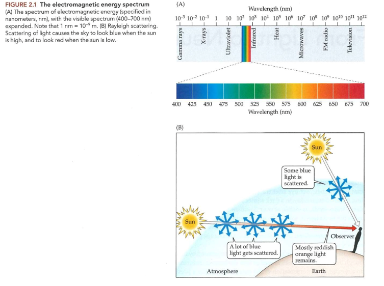 <ul><li><p><span><span>Elektromagnetisch spectrum:</span></span></p><ul><li><p><span><span>uit energie die varieert over zeer breed golflengtebereik</span></span></p></li><li><p><span><span>licht slechts klein deel van spectrum</span></span></p></li></ul></li><li><p><span>zichtbare lichtgolven</span></p><ul><li><p><span>golflengte tussen 400 – 700 nanometer (1nm = 10</span><sup><span>-9</span></sup><span> m)</span></p></li><li><p><span>naarmate golflengte in zichtbare spectrum varieert → tint die we waarnemen verandert</span></p><ul><li><p><span>400 nm → violet</span></p></li><li><p><span>650 nm → rood</span></p></li><li><p><span>ertussen: hele spectrum van regenboog</span></p></li></ul></li></ul></li><li><p><span>Lichtgolven zelf → niet gekleurd</span></p><ul><li><p><span>pas nadat visuele systeem een inkomende golf heeft geïnterpreteerd, nemen we specifieke kleur waar</span></p></li></ul></li></ul><p></p>