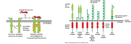 <p>Intrinsic kinase activity</p><ul><li><p class="Paragraph WhiteSpaceCollapse SCXP11455808 BCX8" style="text-align: left;"><span><span>Binding of the ligand to growth factor receptors leads to cross-linking of two receptor chains</span></span><span style="line-height: 0px;"><span></span></span></p></li><li><p class="Paragraph WhiteSpaceCollapse SCXP11455808 BCX8" style="text-align: left;"><span><span>Oligomerisation of the receptor chains allows cross-phosphorylation (autophosphorylation)</span></span><span style="line-height: 0px;"><span></span></span></p></li><li><p class="Paragraph WhiteSpaceCollapse SCXP11455808 BCX8" style="text-align: left;"><span><span>Insulin receptors are tetramers; ligand binding causes realignment of the polypeptide chains activating cross-phosphorylation</span></span><span style="line-height: 0px;"><span></span></span></p></li></ul><p></p>