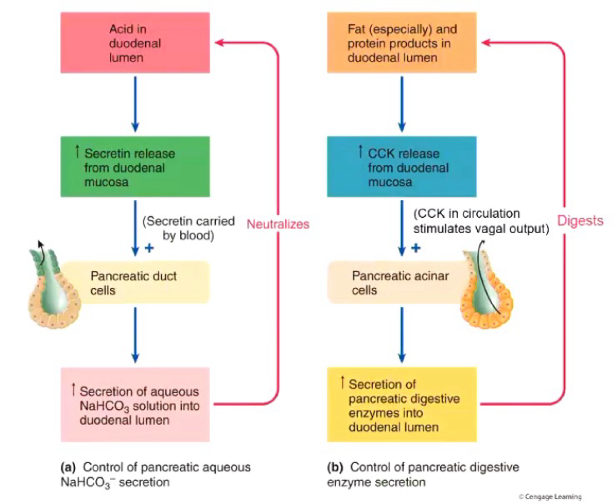 <ul><li><p>Secrein released from enterocytes in repsonse to aci d</p></li><li><p>Acts via vago-vagal pathway and directly via secretin receptors on duct cells </p></li><li><p>Induces ducts cells to produce bicarbonate </p></li></ul><p></p>