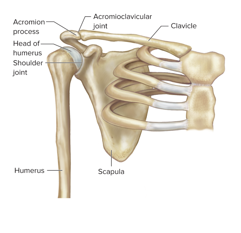 <p>lateral end of the scapula, extending over the shoulder joint, attaches to clavicle</p>