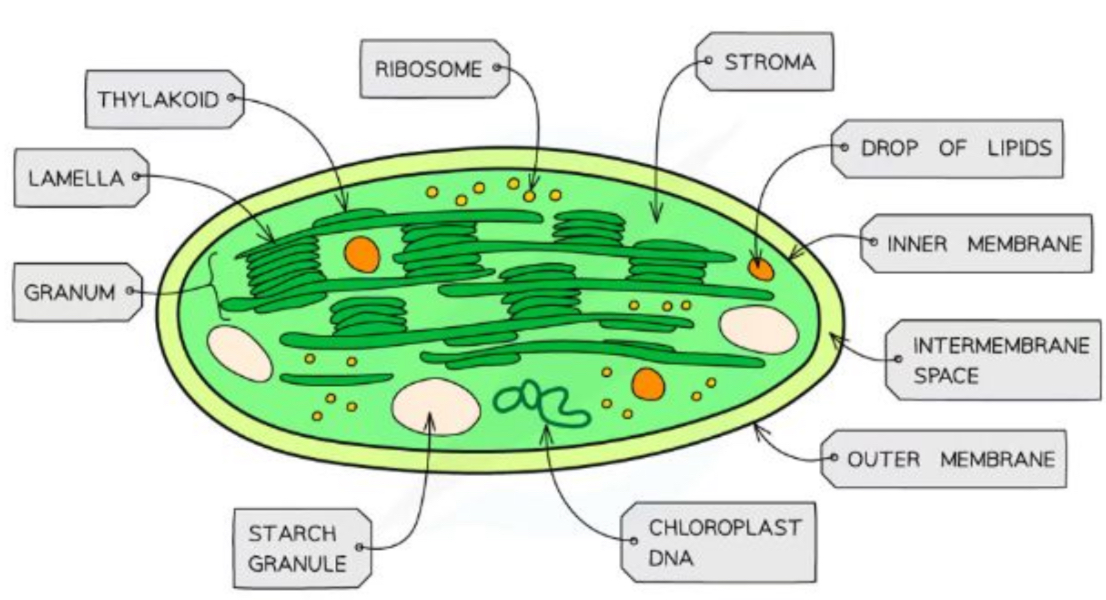 <p>Site of photosynthesis</p><ul><li><p><strong>Light dependent phase:</strong> Takes place in <span style="color: yellow">thylakoids</span> - which stack to form <span style="color: yellow">granum</span> </p></li><li><p><strong>The light independent phase </strong>(Calvin cycle): Takes place in the stomata</p></li><li><p>Surrounded by a double membrane</p></li><li><p>Also contain small, circular DNA and ribosomes </p></li></ul>
