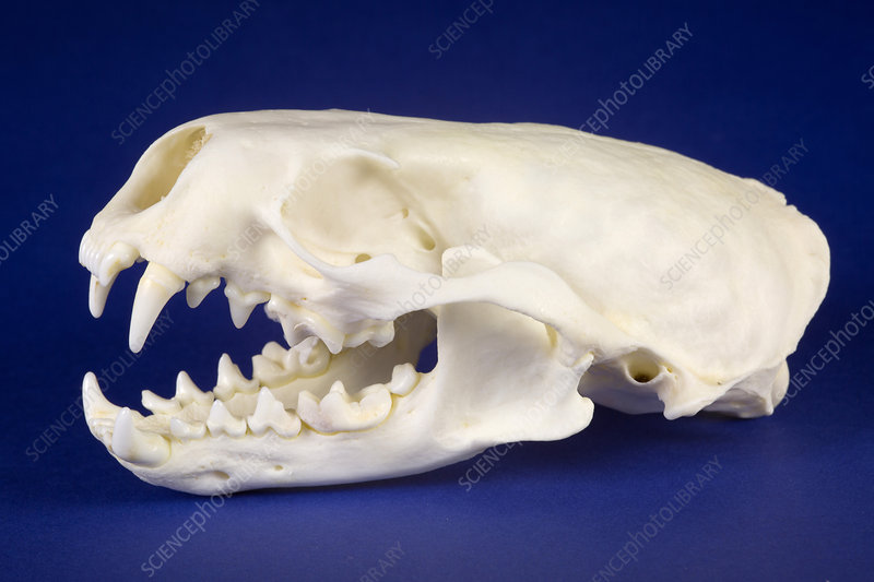 <p>Palate extends past molars, large robust with square like last molar</p>