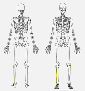 <p>Smaller bone of the lower leg located laterally</p>