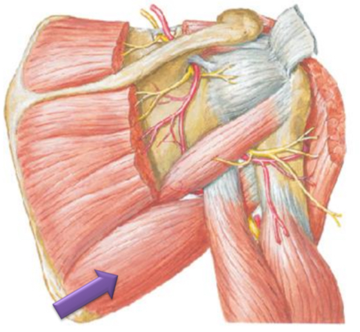 <p>Teres Major</p>