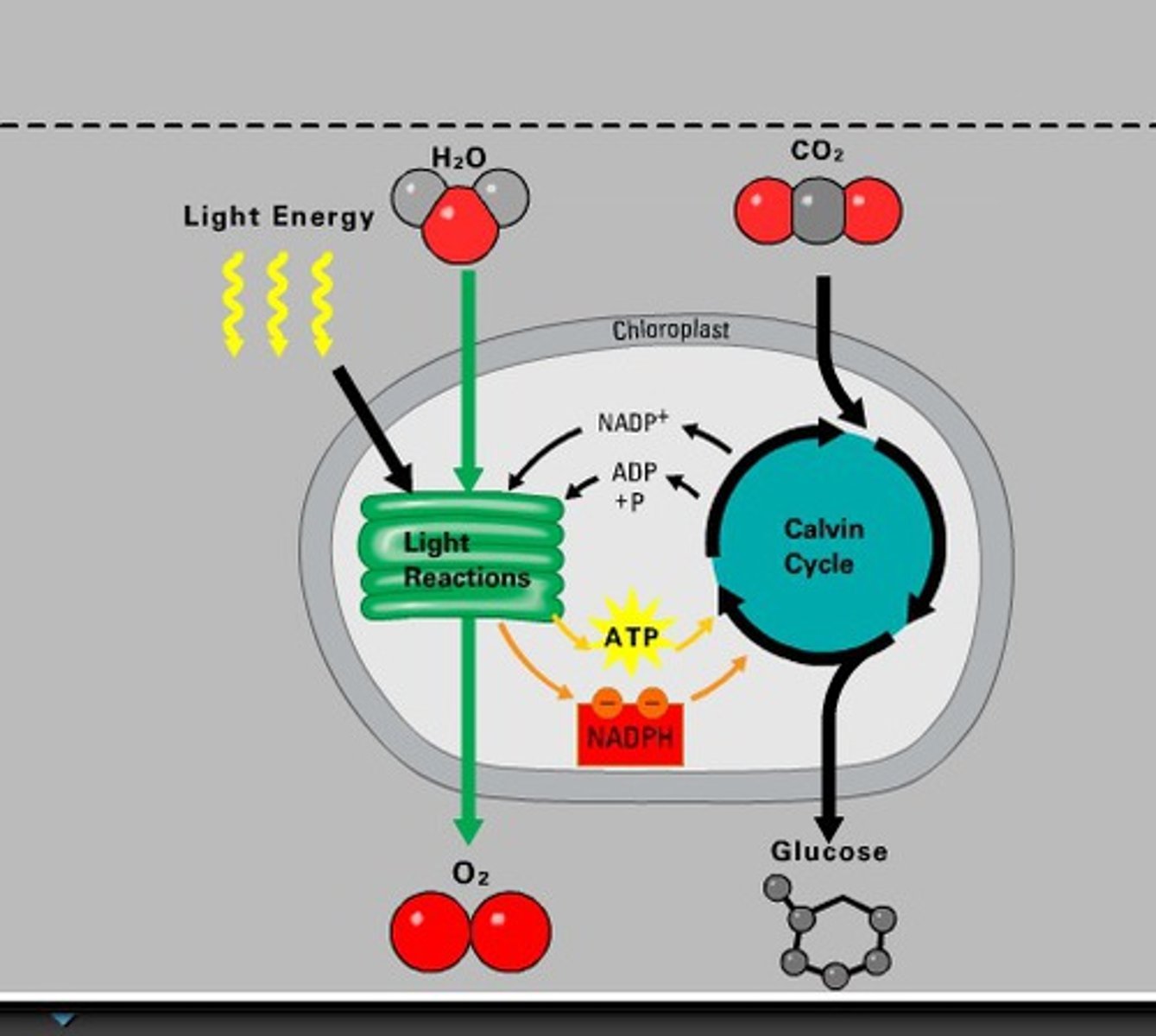 <p>Used in the Calvin Cycle or light independent reaction as a source of Carbon to create sugars.</p>