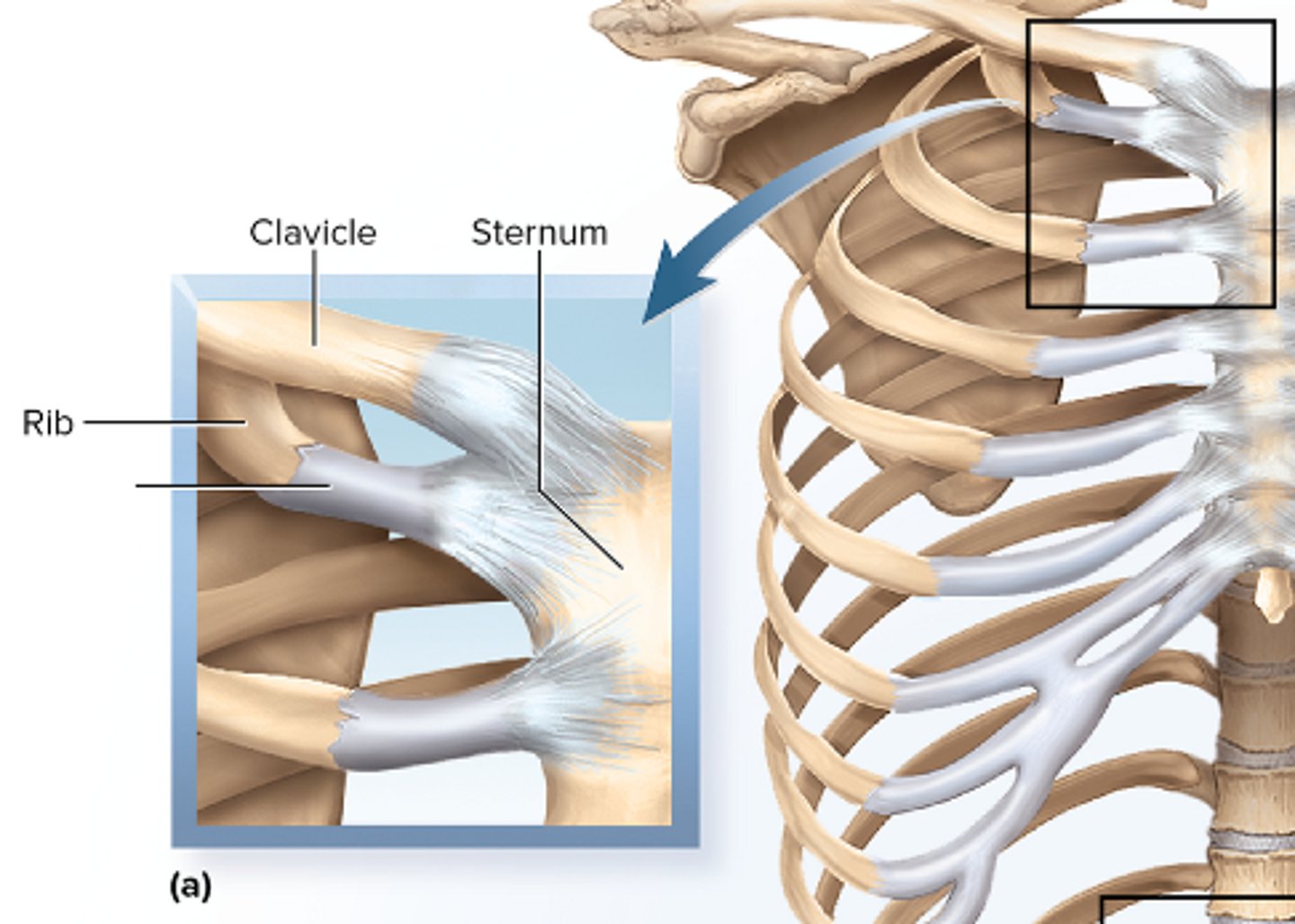 <p>bones bound by hyaline cartilage; i.e. epiphyseal plate, attachment of the first rib to the sternum</p>