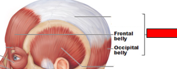 <p>What do these two types of muscle make up?</p>