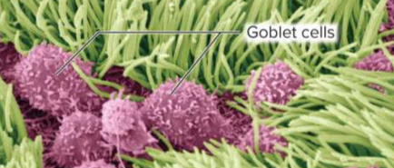 <p>Goblet cells</p>